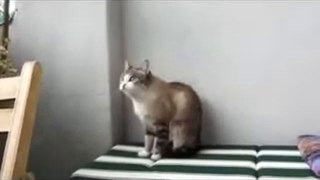 Кот разучился мяукать))) смотреть онлайн