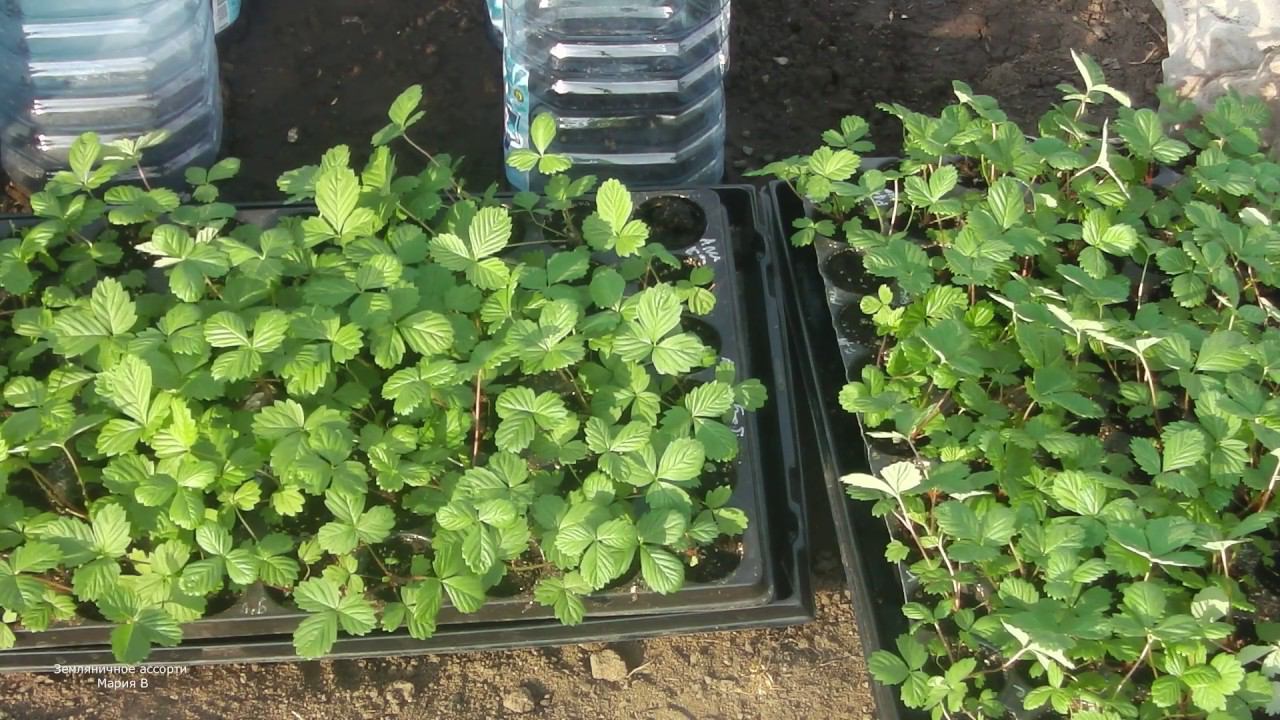 КОГДА ВЫСАЖИВАТЬ РАССАДУ ЗЕМЛЯНИКИ ВЫРАЩЕННОЙ ИЗ СЕМЯН В ОТКРЫТЫЙ ГРУНТ смотреть онлайн