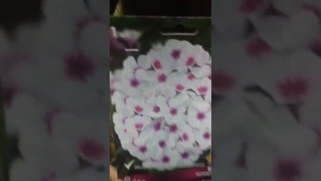 Флоксы, поступление весна 2020, по вашим предзаказам