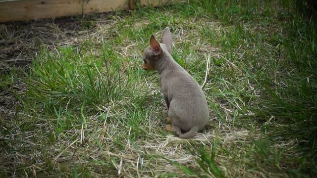 Русский той. Кобель лиловый и шоколадная девочка -мини 2 мес., в продаже!!!! смотреть онлайн