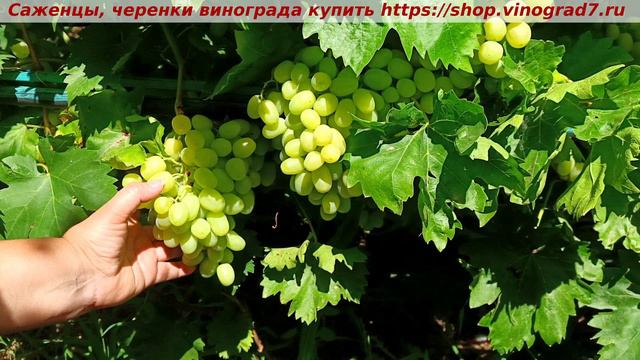 ДЫНЬКА 9 июля 2024 года - парад окрашивания ультраранних сортов и форм винограда в сравнении смотреть онлайн