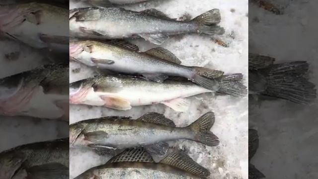 21.03.21г. Александр из Ульяновска. Клевое местечко. Камское устье. смотреть онлайн