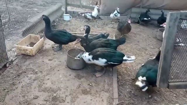 Вылупление утят в октябре закончен. Какой результат и что дальше. Мускусные утки смотреть онлайн