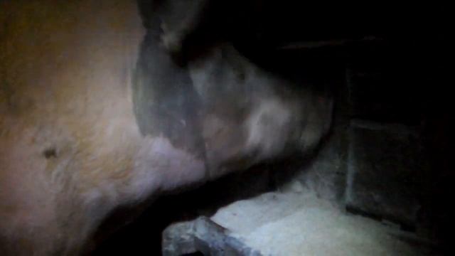 Поведение свиноматки перед опоросом ,как выглядит свинья перед опоросом. смотреть онлайн