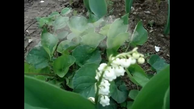 Ландыши пахнут весной смотреть онлайн