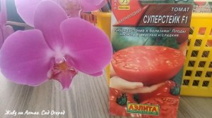 МЯСИСТЫЙ/КРУПНОПЛОДНЫЙ/УРОЖАЙНЫЙ ТОМАТ от Аэлиты на 2022 год/Обзор семян томата Суперстейк