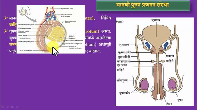 वर्ग 10वी पुरुष प्रजनन संस्था (मराठी) | Male Reproductive System| purush prajanan sanstha |genius смотреть онлайн