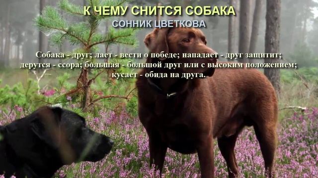 К чему снится собака. Сонник Цветкова. Толкование снов. смотреть онлайн