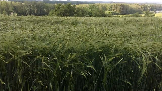 Стихи.Одно из любимых.( Светлана Чеколаева) смотреть онлайн