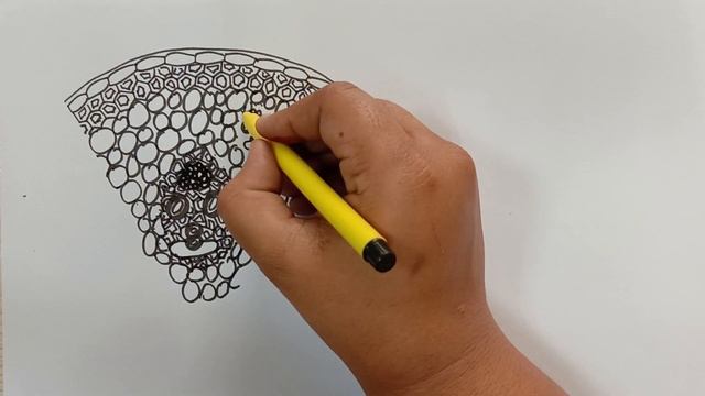 HOW TO DRAW TS OF MONOCOT STEM | Biology смотреть онлайн