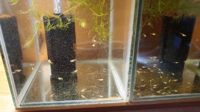 #Кормление#мальков#Гуппи живыми науплиями#Артемии! смотреть онлайн