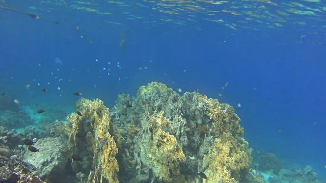 Королевство Иордания / United Jordan. Underwater world. Cinematic travel video. смотреть онлайн