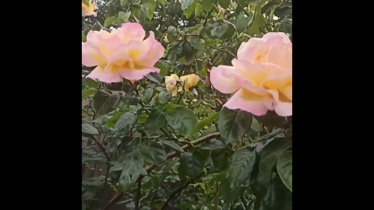 расстояние между розами. часть 2. смотреть онлайн