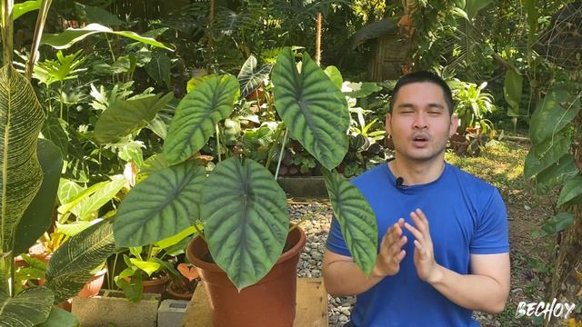 ALOCASIA GREEN SHIELD PLANT CARE AND PROPAGATION | TRICKS PARA SA MALALAPAD NA DAHON | ALOCASIA