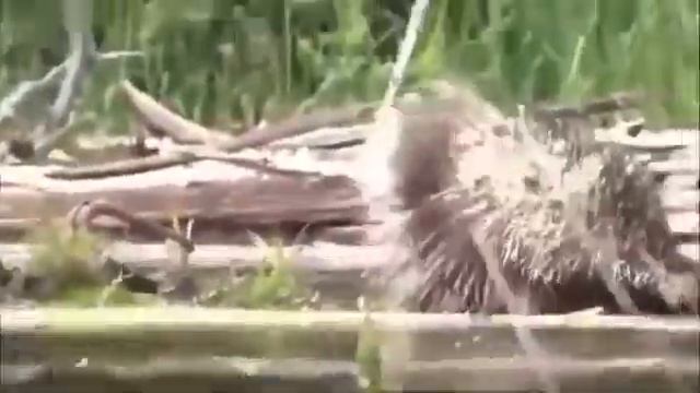 Eyes bigger than his belly: Greedy python dies after eating enormous PORCUPINE смотреть онлайн
