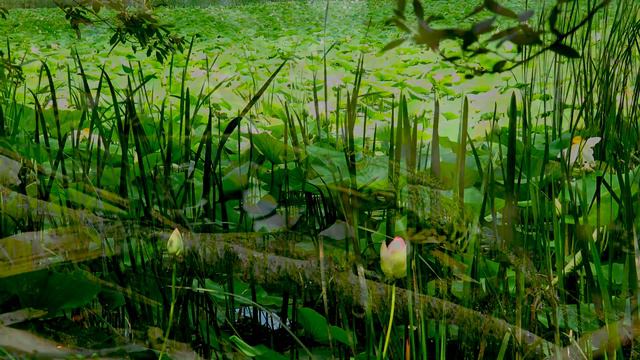 Лотосы 4К смотреть онлайн