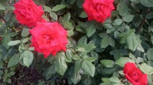 Королева сада.Роза Софи Лорен.