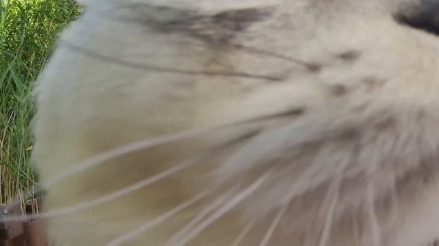 С котом вход разрешен! Кевин на пляже | знакомство с водой | подарок самому себе смотреть онлайн