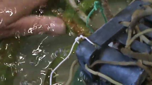 Клещ на орхидее. Нет врага, которого нельзя победить. смотреть онлайн