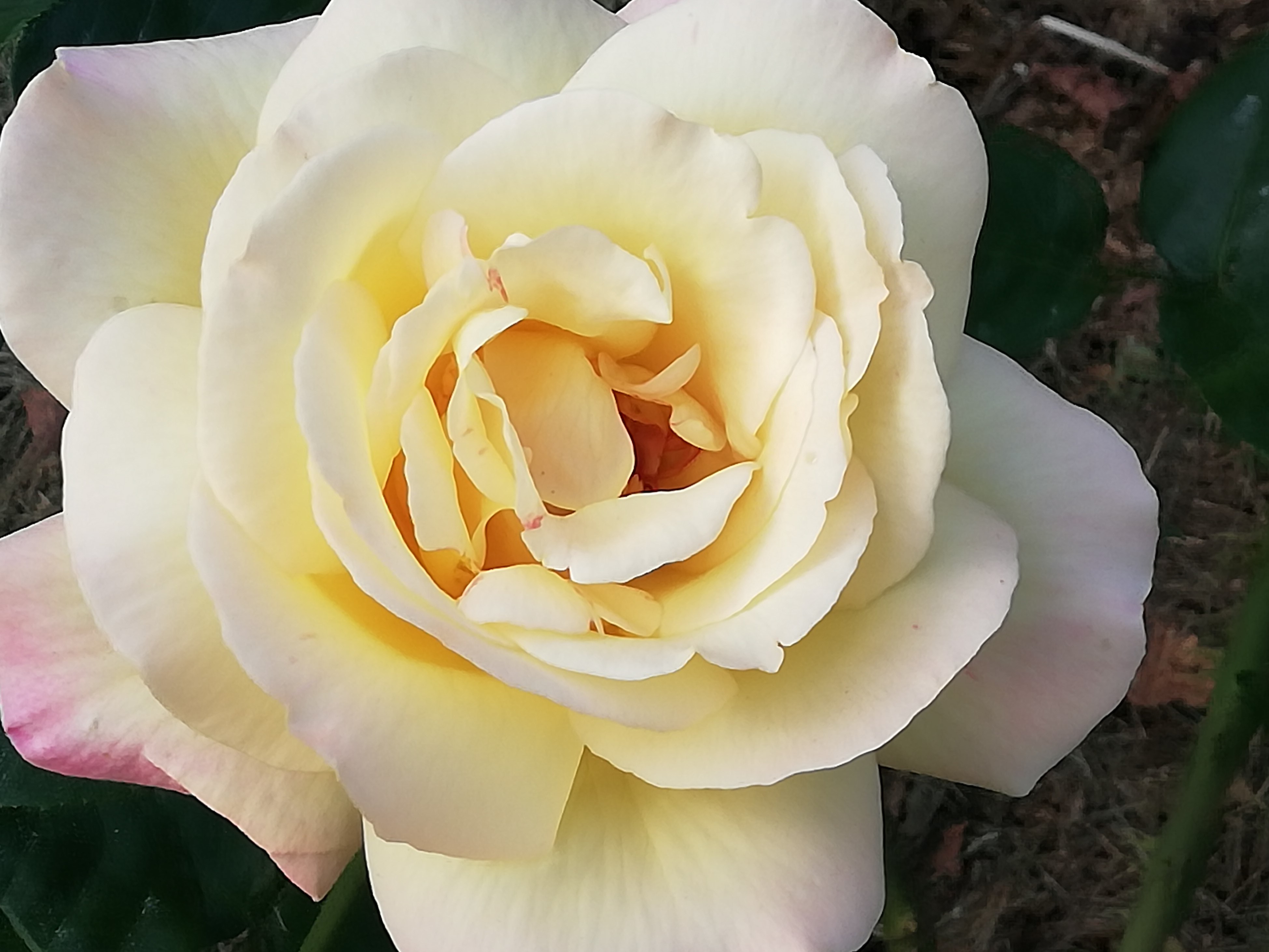 РОЗЫ. САЖАЮ УДИВИТЕЛЬНЫЕ САЖЕНЦЫ. смотреть онлайн