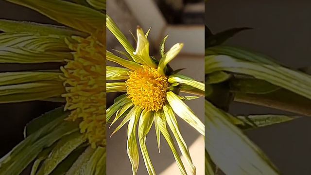 Gazania - white-183 смотреть онлайн