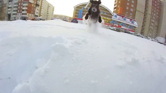 Гуляем с Лабрадором. Приколы с Лабрадором. смотреть онлайн