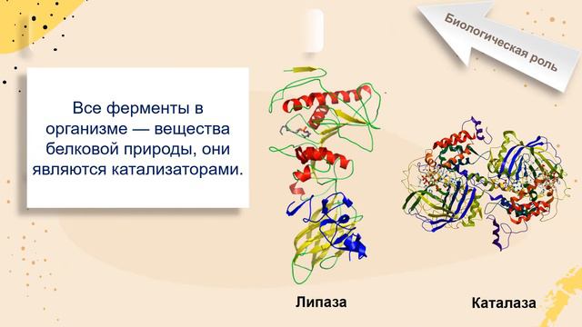 Biology для всех. Белки, Baranciuc Liudmila смотреть онлайн