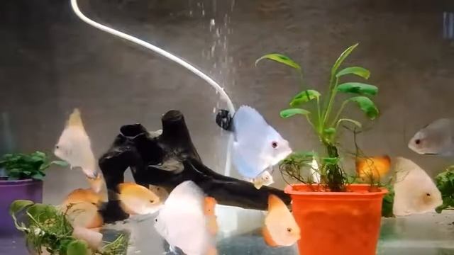 #ПЕТУШКИ & #ДИСКУСЫ!!! Кого выгоднее #разводить. Часть #3. смотреть онлайн