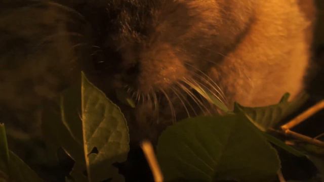 проект: "Мой домашний питомец кролик Тиша" смотреть онлайн