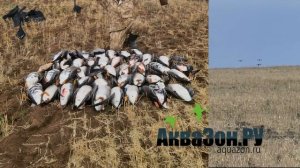 Махокрыл чучело белолобого гуся