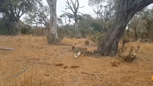 Hyena Massacre! Angry Hyenas Teamed Up To Destroy The Lion's Family To Avenge Their Cub смотреть онлайн