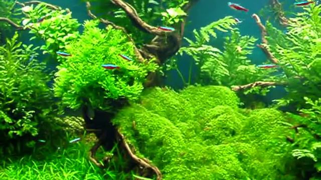 Akvarijum 567 litara u Akvarijum Centru смотреть онлайн