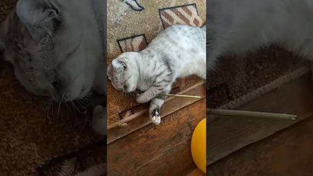 Кошка с корнем валерианы смотреть онлайн