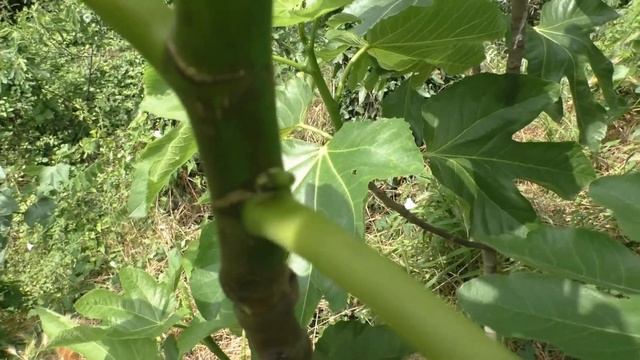 Инжир "стрижка" отменяется смотреть онлайн