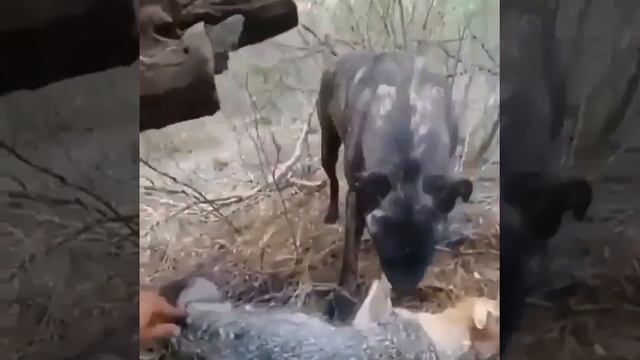 самый хитрый лиса в мире ?? смотреть онлайн