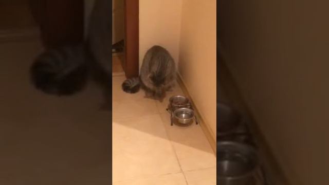Кот ест лапой смотреть онлайн