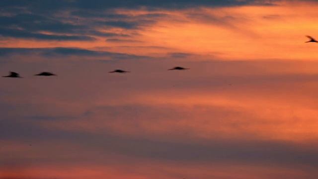 В ЧЕМ ОСНОВНАЯ СУТЬ УЧЕНИЯ КАРЛОСА КАСТАНЕДЫ? #карлоскастанеда #духовное_развитие #просветление смотреть онлайн