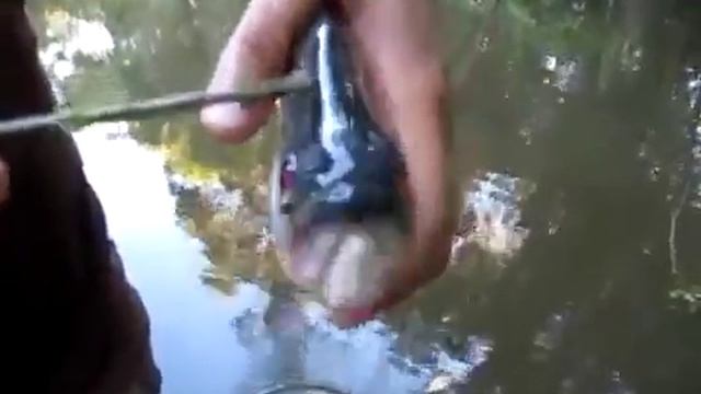 Зубы пираньи.mp4 смотреть онлайн