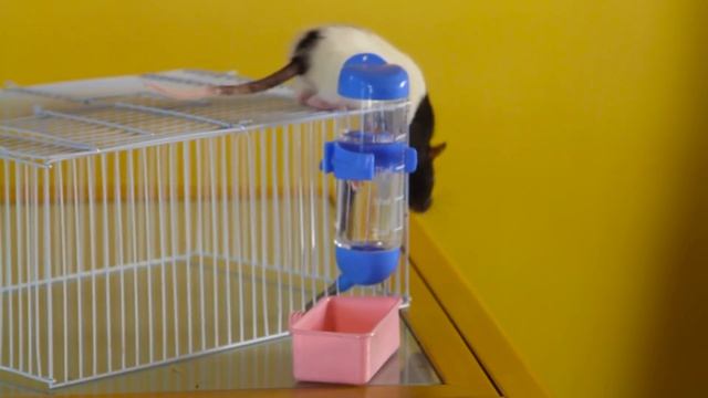 МНЕ ОТКУСИЛИ РУКУ!!! Мой домашний зоопарк)) смотреть онлайн