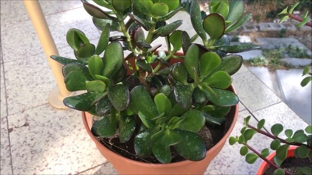 CRASSULA ARBORESCENS ? - Crassula Arborescente смотреть онлайн