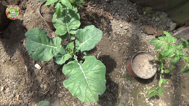 Как правильно посадить рассаду помидоров без полива? Особенность посадки рассады без полива лунки смотреть онлайн