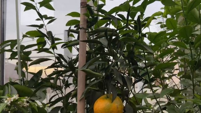 Тем временем в "домике для цитрусов" 03.03.20 смотреть онлайн