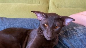 Ориентал устал?⬛l Смешные коты l Ориентальный кот