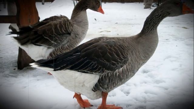 Содержание домашних гусей смотреть онлайн