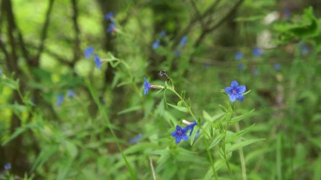 Omphalodes cappadocica смотреть онлайн