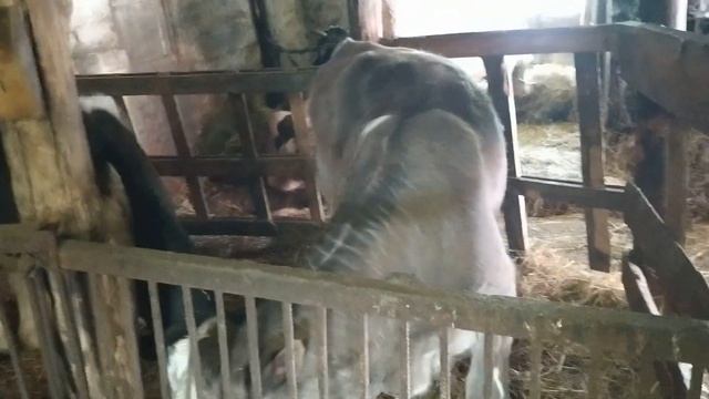 Новые маленькие бычки смотреть онлайн