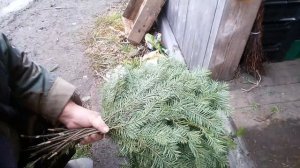 Пихтовые веники. Способы изготовления