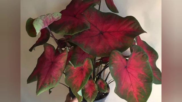 Caladium Postman Joyner