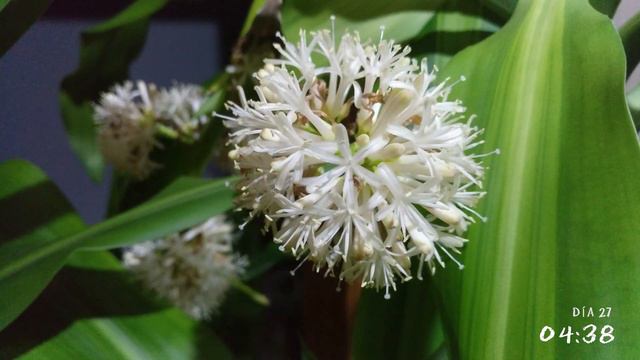 Floración Dracaena Fragans (Tronco de Brasil) смотреть онлайн