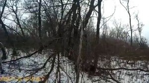 Охота на куницу.куница снова саблазнилась на мёд.